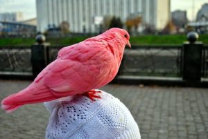 <img src="https://wordpruss.ru/wp-content/uploads/2025/05/golub.jpg" alt"Розовый голубь Маврикия: последний символ утраченного рая" tile"Розовый голубь Маврикия: последний символ утраченного рая"> 