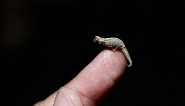 Крошечный хамелеон Brookesia nana: Новый рекордсмен среди позвоночных